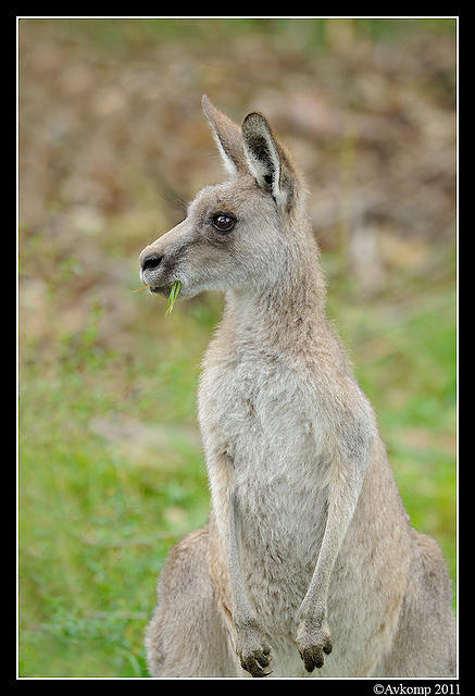 eastern grey kangaroo 0332