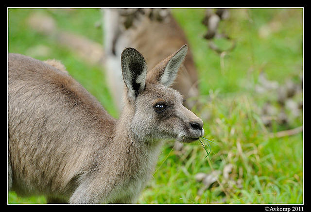 eastern grey kangaroo 0334