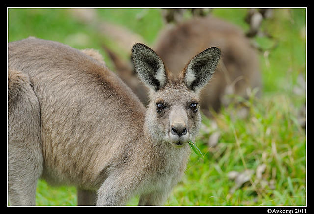 eastern grey kangaroo 0335