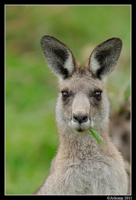 eastern grey kangaroo 0336