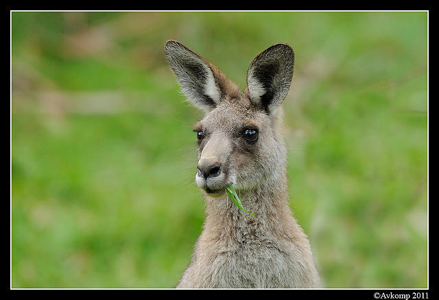 eastern grey kangaroo 0337