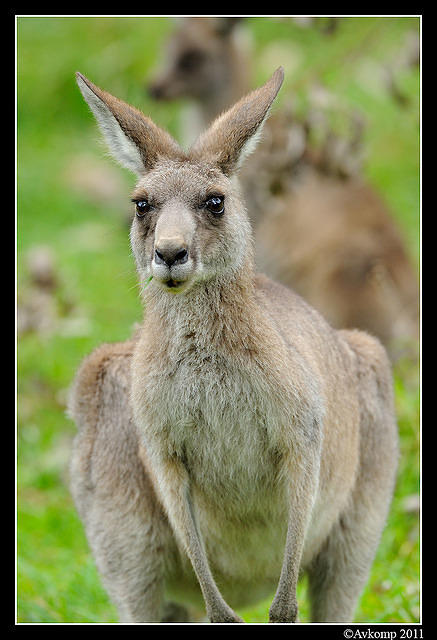 eastern grey kangaroo 0341