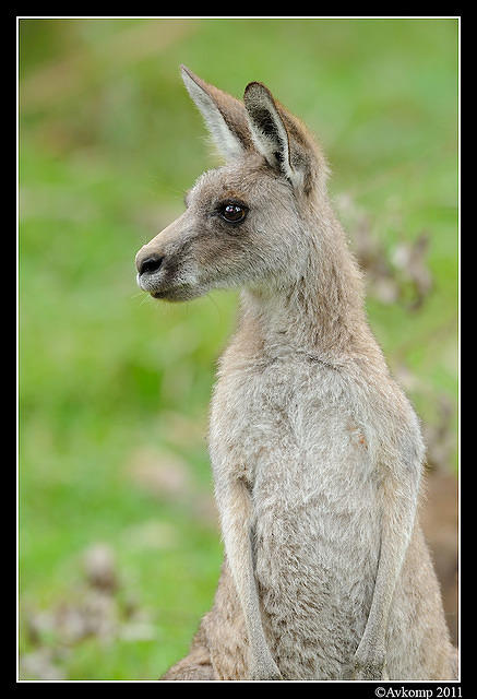 eastern grey kangaroo 0342