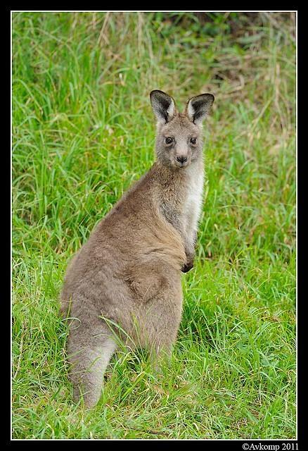 eastern grey kangaroo 0344