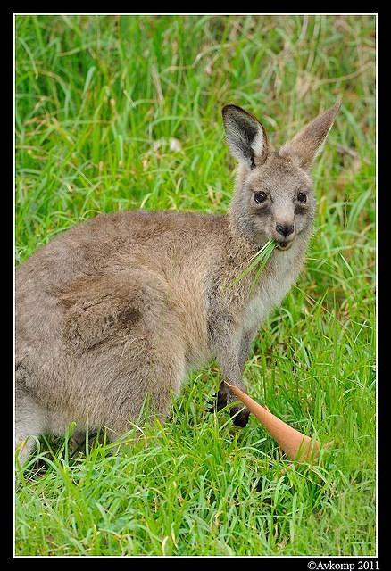 eastern grey kangaroo 0346