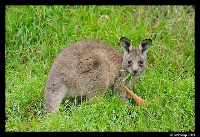 eastern grey kangaroo 0347