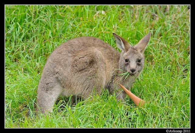 eastern grey kangaroo 0348