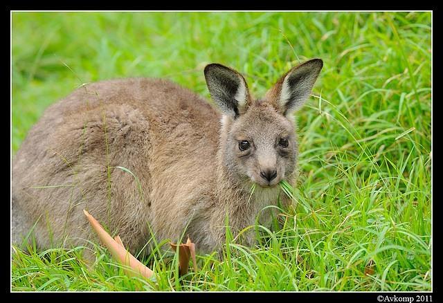 eastern grey kangaroo 0349