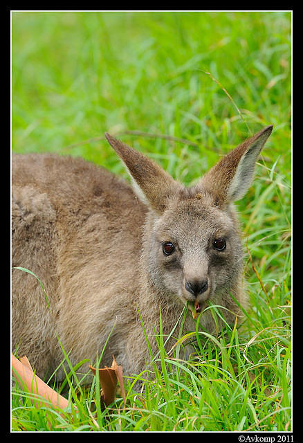 eastern grey kangaroo 0351