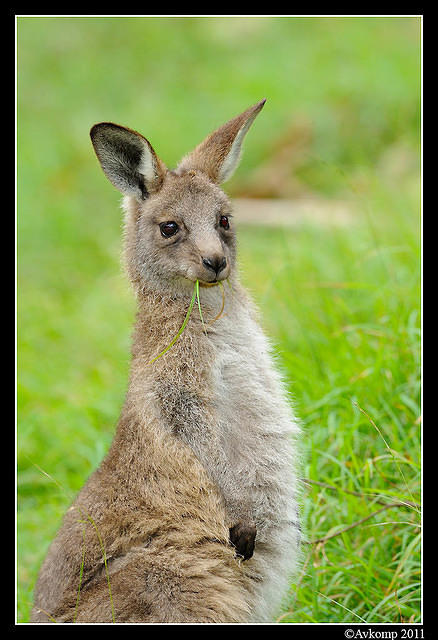 eastern grey kangaroo 0353