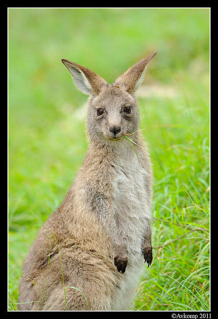 eastern grey kangaroo 0354