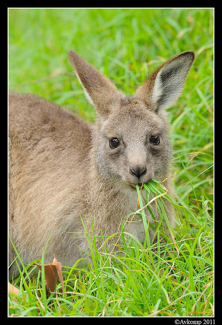 eastern grey kangaroo 0355