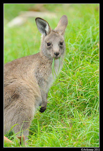 eastern grey kangaroo 0356