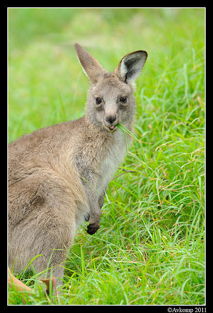 eastern grey kangaroo 0357