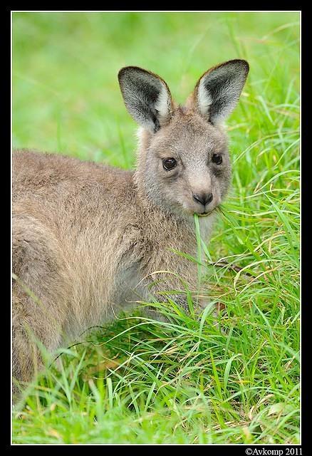 eastern grey kangaroo 0358