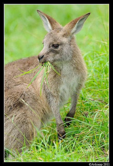 eastern grey kangaroo 0359