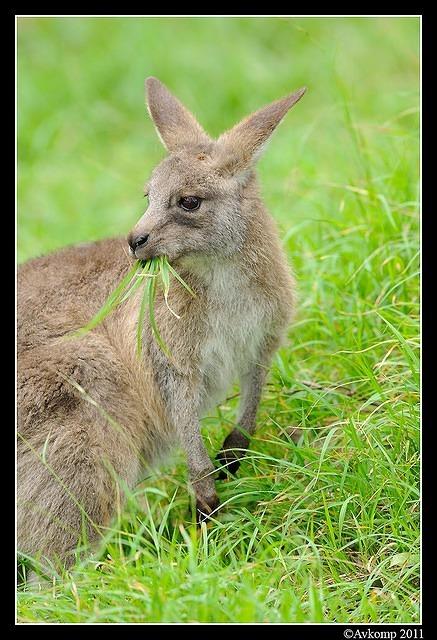 eastern grey kangaroo 0360