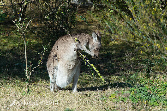 eastern grey kangaroo 16218