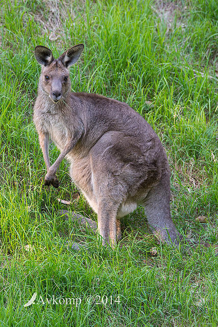 eastern grey kangaroo 18719