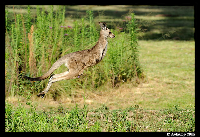 eastern grey kangaroo 3294