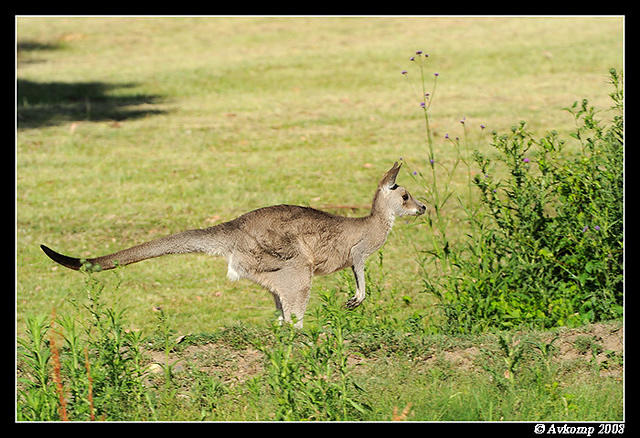 eastern grey kangaroo 3295