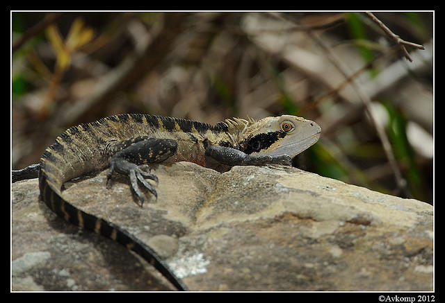 eastern water dragon 1533