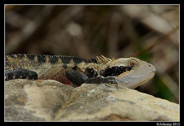 eastern water dragon 1534