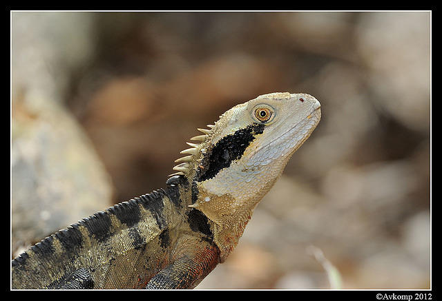 eastern water dragon 1537