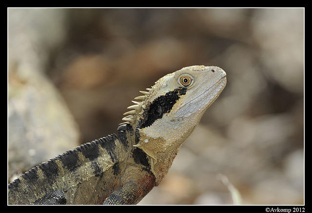 eastern water dragon 1537a