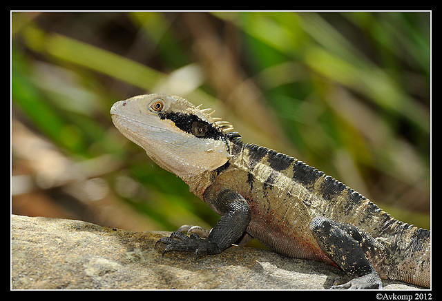 eastern water dragon 1540