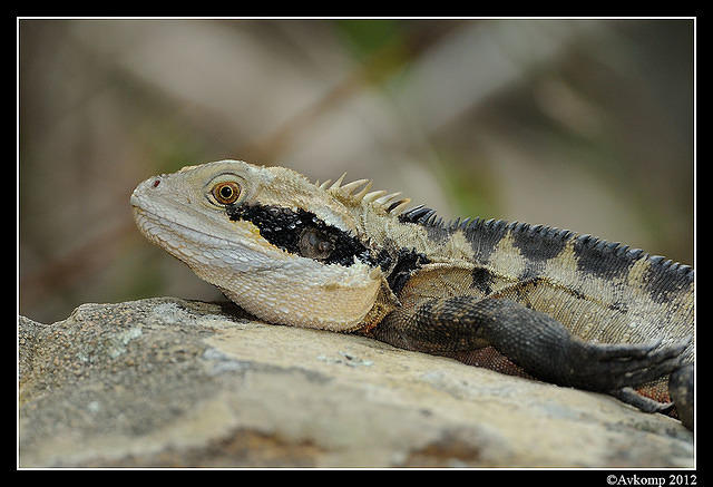 eastern water dragon 1544