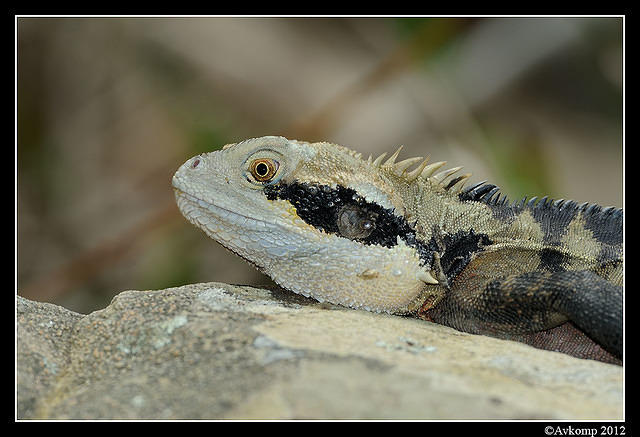 eastern water dragon 1550