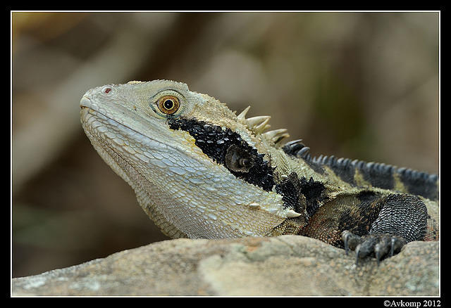 eastern water dragon 1554