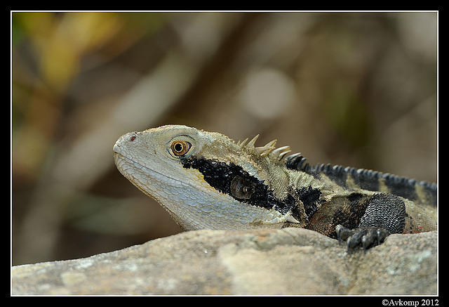 eastern water dragon 1556