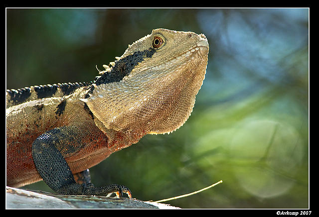 eastern water dragon 186