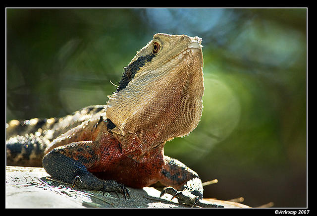 eastern water dragon 187