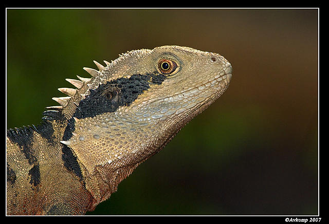 eastern water dragon 191