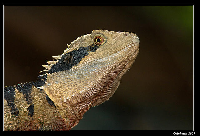 eastern water dragon 192