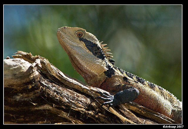 eastern water dragon 193