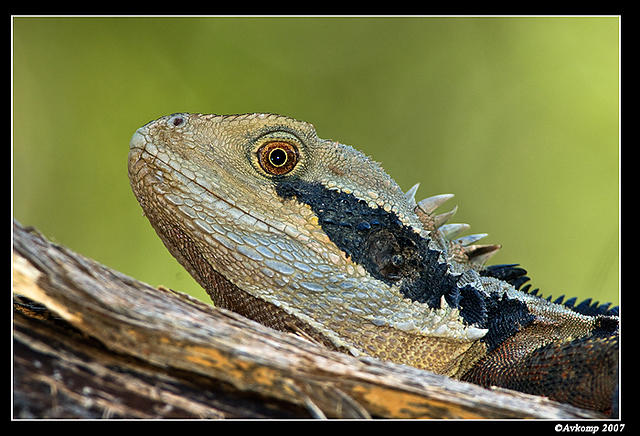 eastern water dragon 201