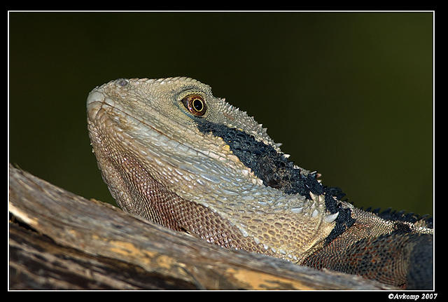 eastern water dragon 203