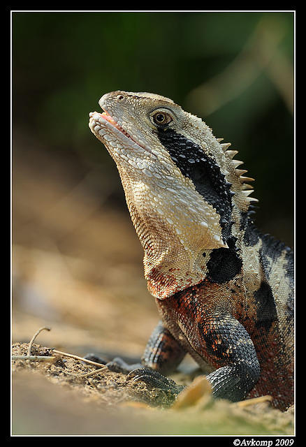 eastern water dragon 3937