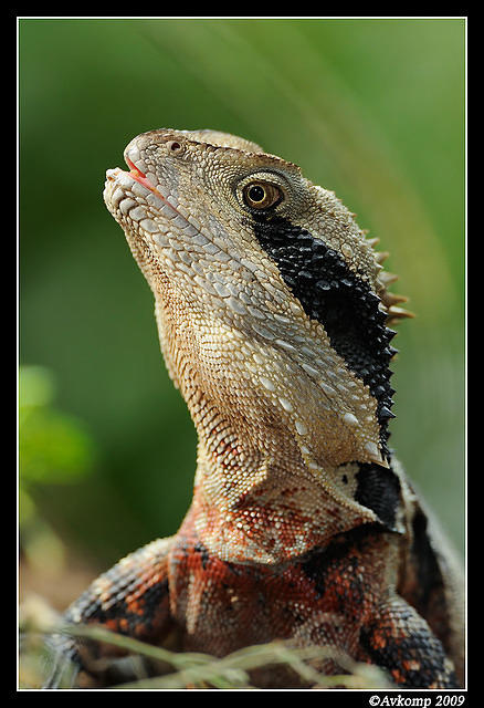 eastern water dragon 3947