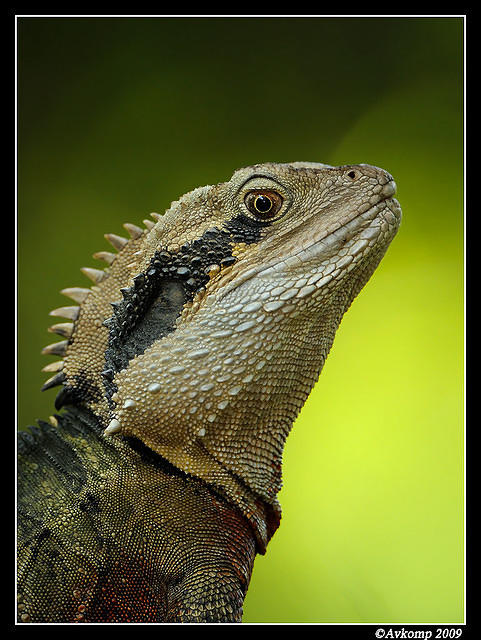 eastern water dragon 3950