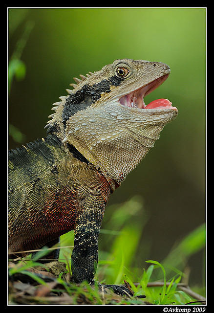 eastern water dragon 3954