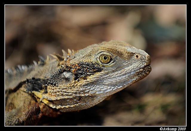 eastern water dragon 4750