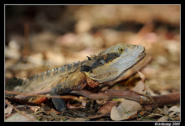 eastern water dragon 4752