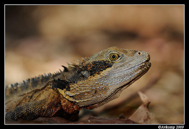 eastern water dragon 4754