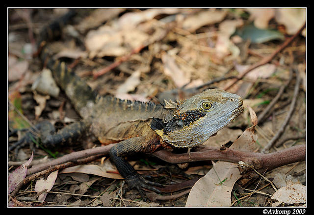 eastern water dragon 4755