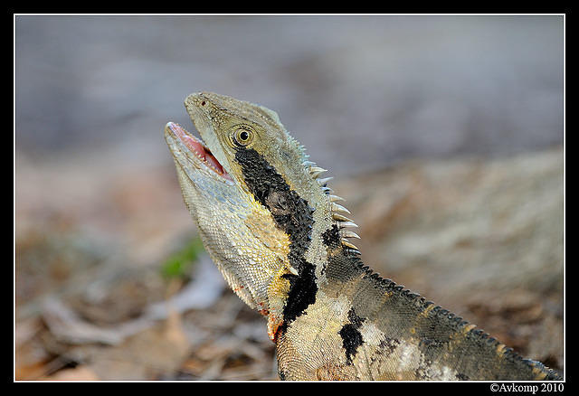 eastern water dragon 5730